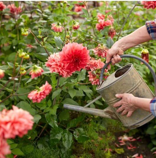 Fertilizer Dahlia Doepa