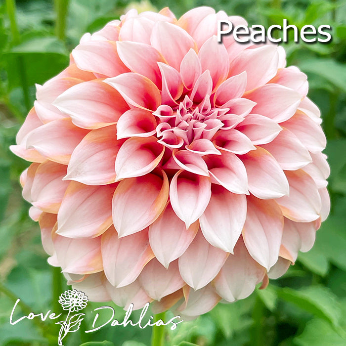 Love Dahlias Dahlia Tubers Bulbs South Africa Hello Summer Collection