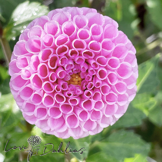 Maaike Dahlia Tuber