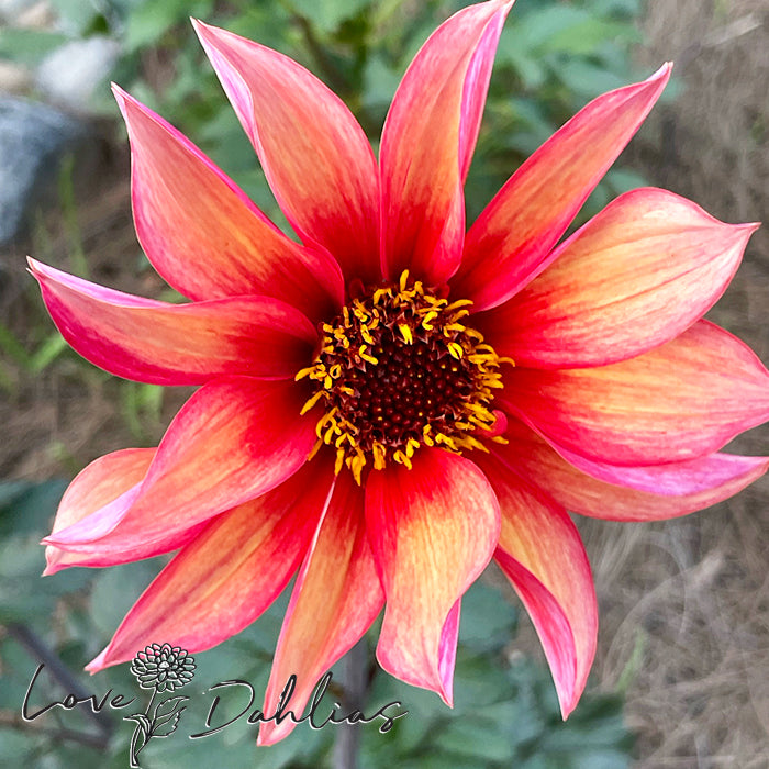 Love Dahlias Dahlia Tubers Bulbs South Africa Waltzing Mathilda