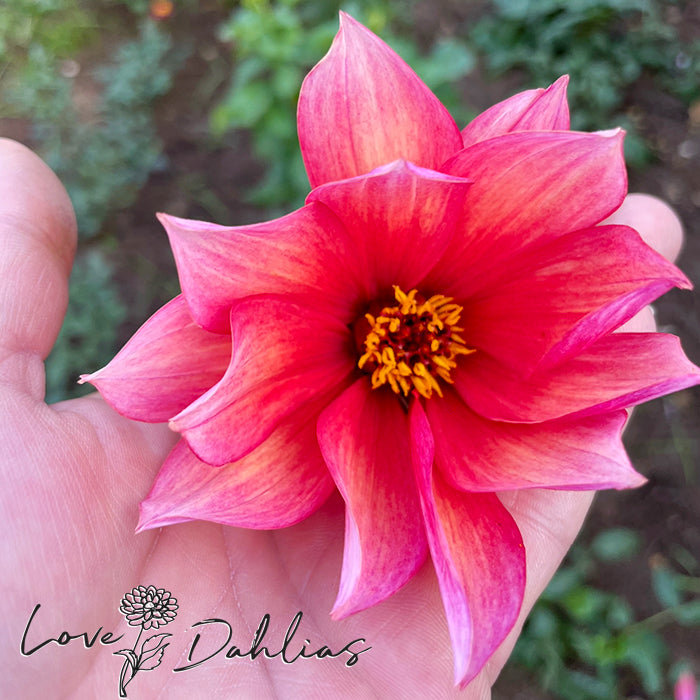 Love Dahlias Dahlia Tubers Bulbs South Africa Waltzing Mathilda