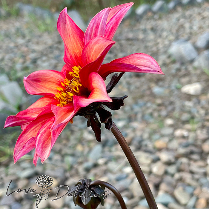 Love Dahlias Dahlia Tubers Bulbs South Africa Waltzing Mathilda