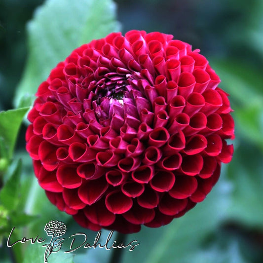 Love Dahlias Dahlia Tubers Bulbs South Africa Cornel Red