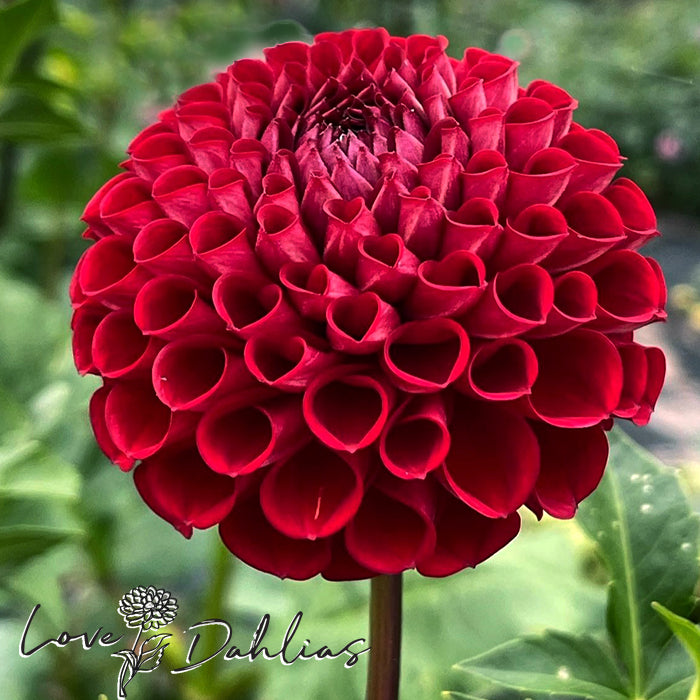 Love Dahlias Dahlia Tubers Bulbs South Africa Cornel Red