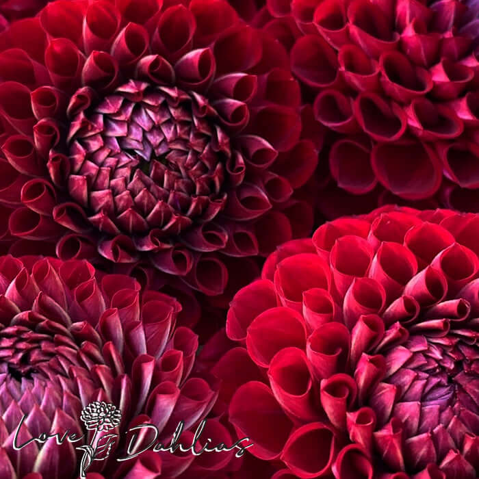 Love Dahlias Dahlia Tubers Bulbs South Africa Cornel Red and Bronze