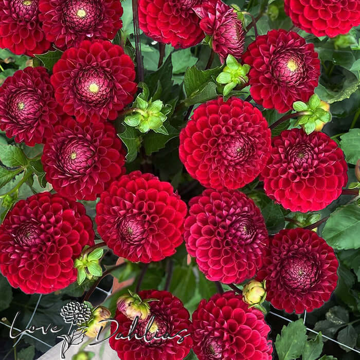 Love Dahlias Dahlia Tubers Bulbs South Africa Cornel Red