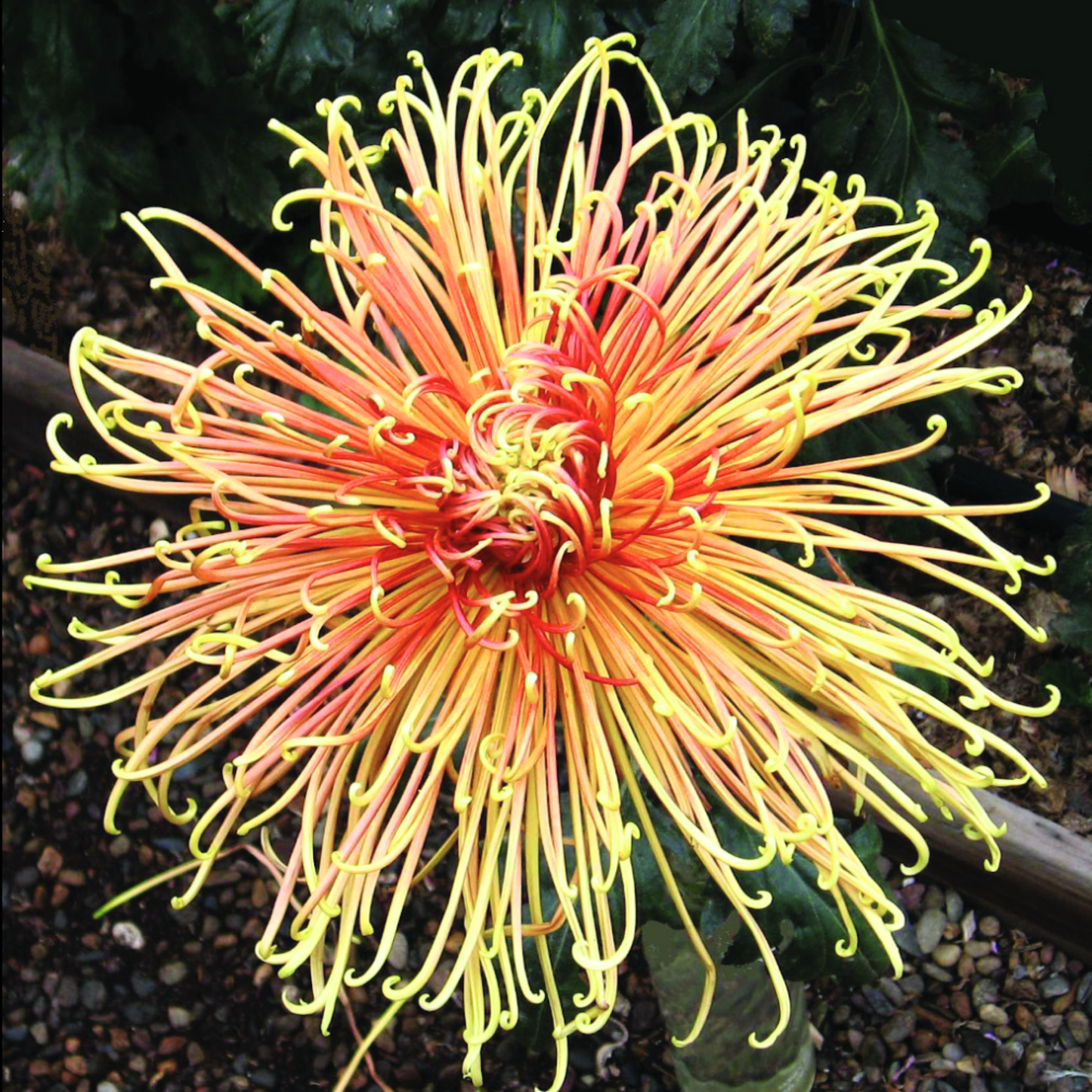 Descanso Heirloom Chrysanthemum (Available 2028)