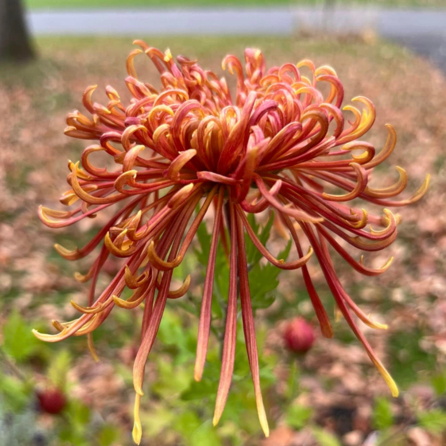 Divine Music Heirloom Chrysanthemum (Available 2028)