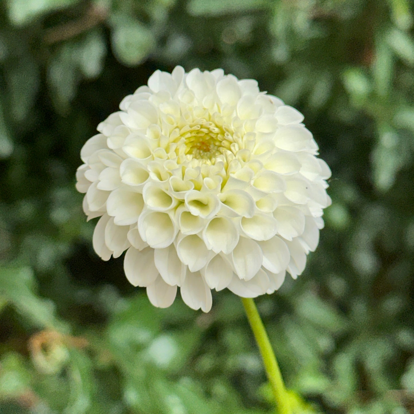 Villa Blanca Dahlia Tuber