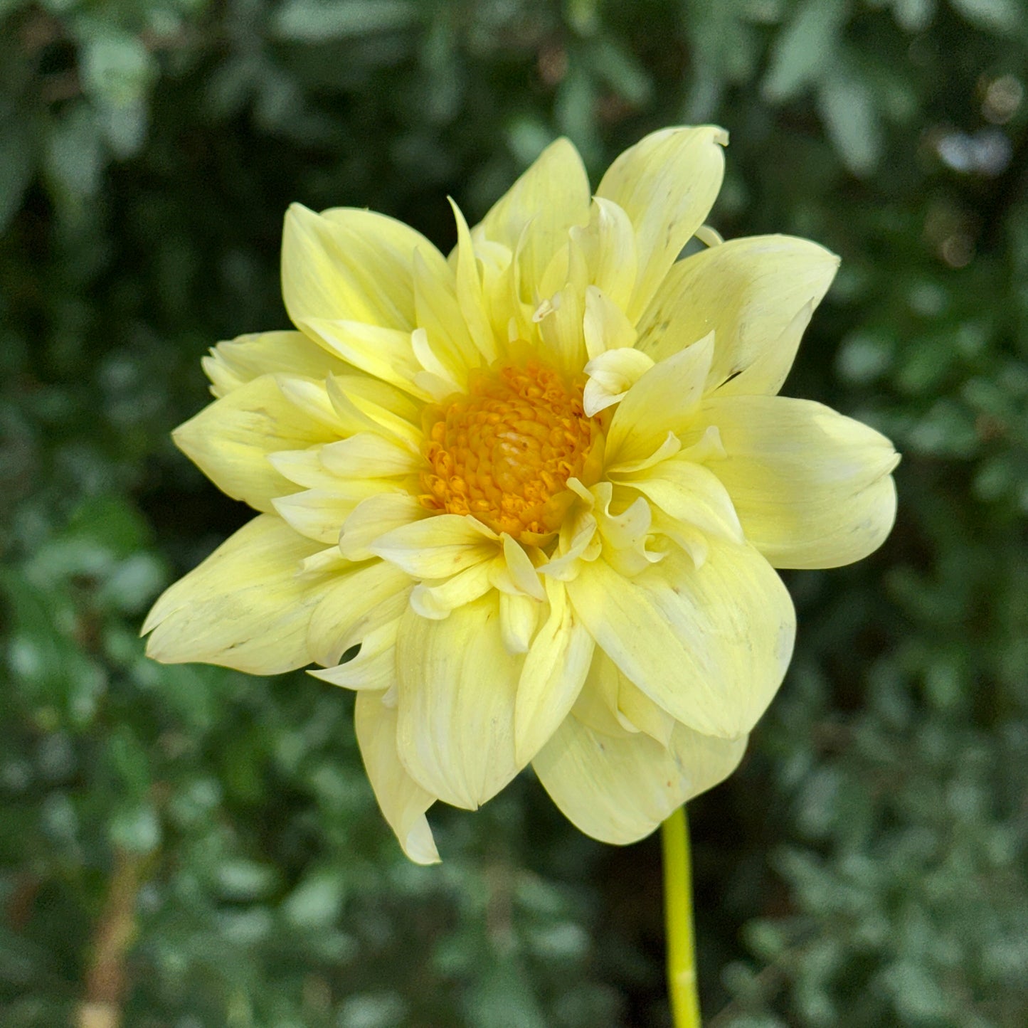 Yellow Bird Dahlia Tuber