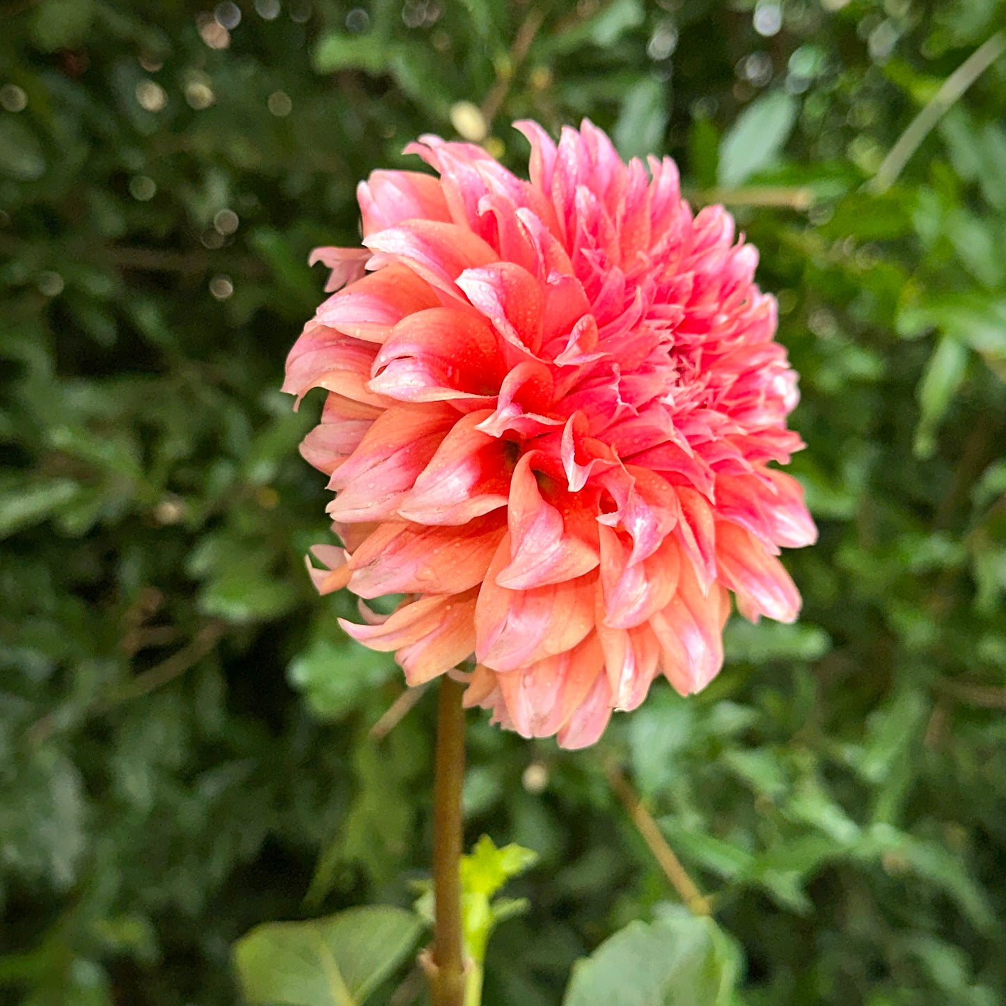 Hollyhill Orange Ice Dahlia Tuber