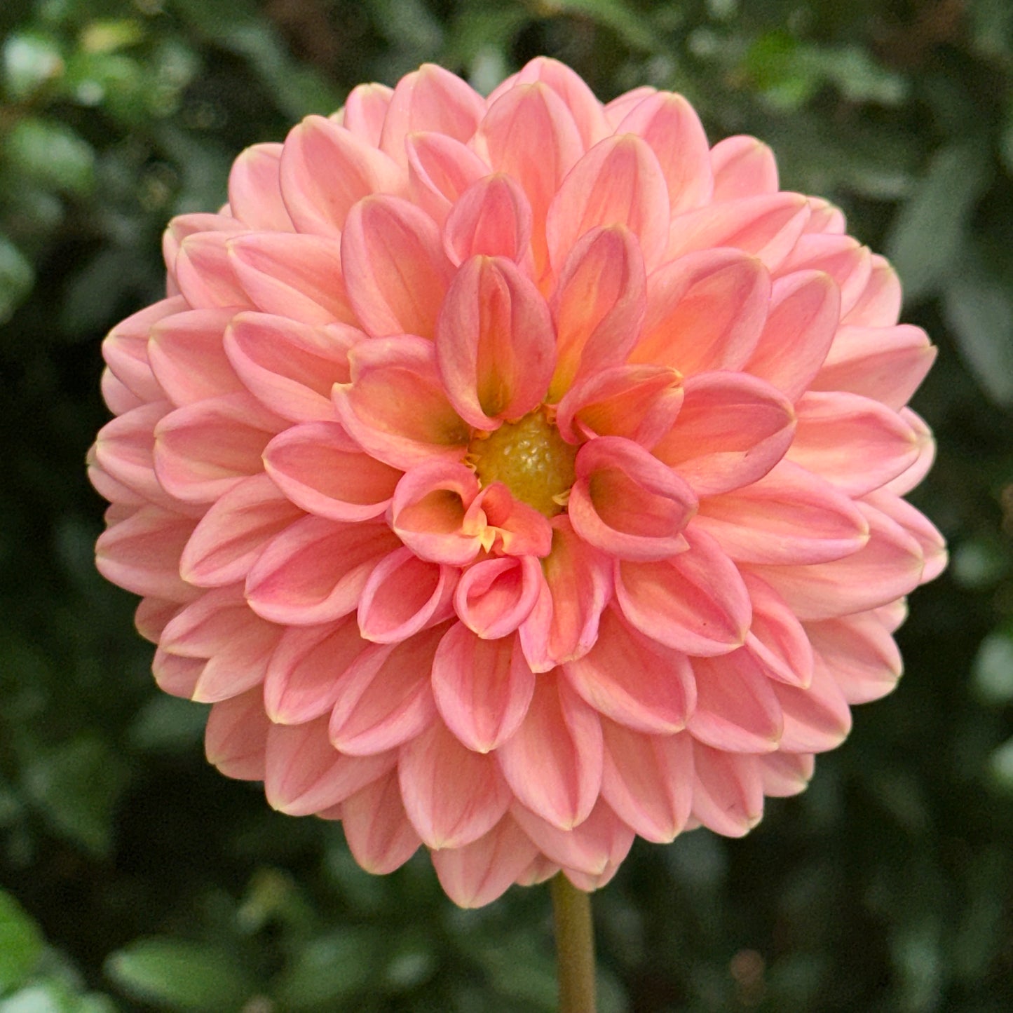 Lark's Ebbe Dahlia Tuber