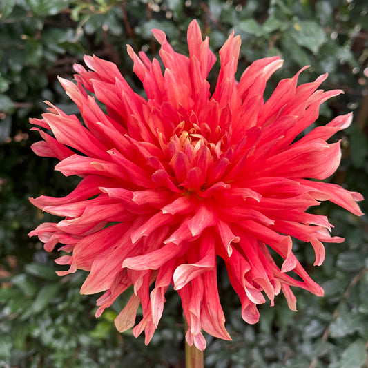 Douglas Orange Sunset Dahlia Tuber