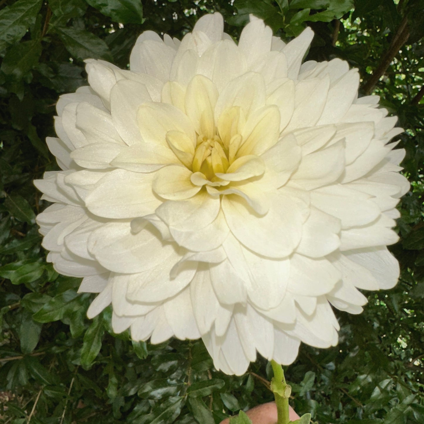 Le Castel Dahlia Tuber