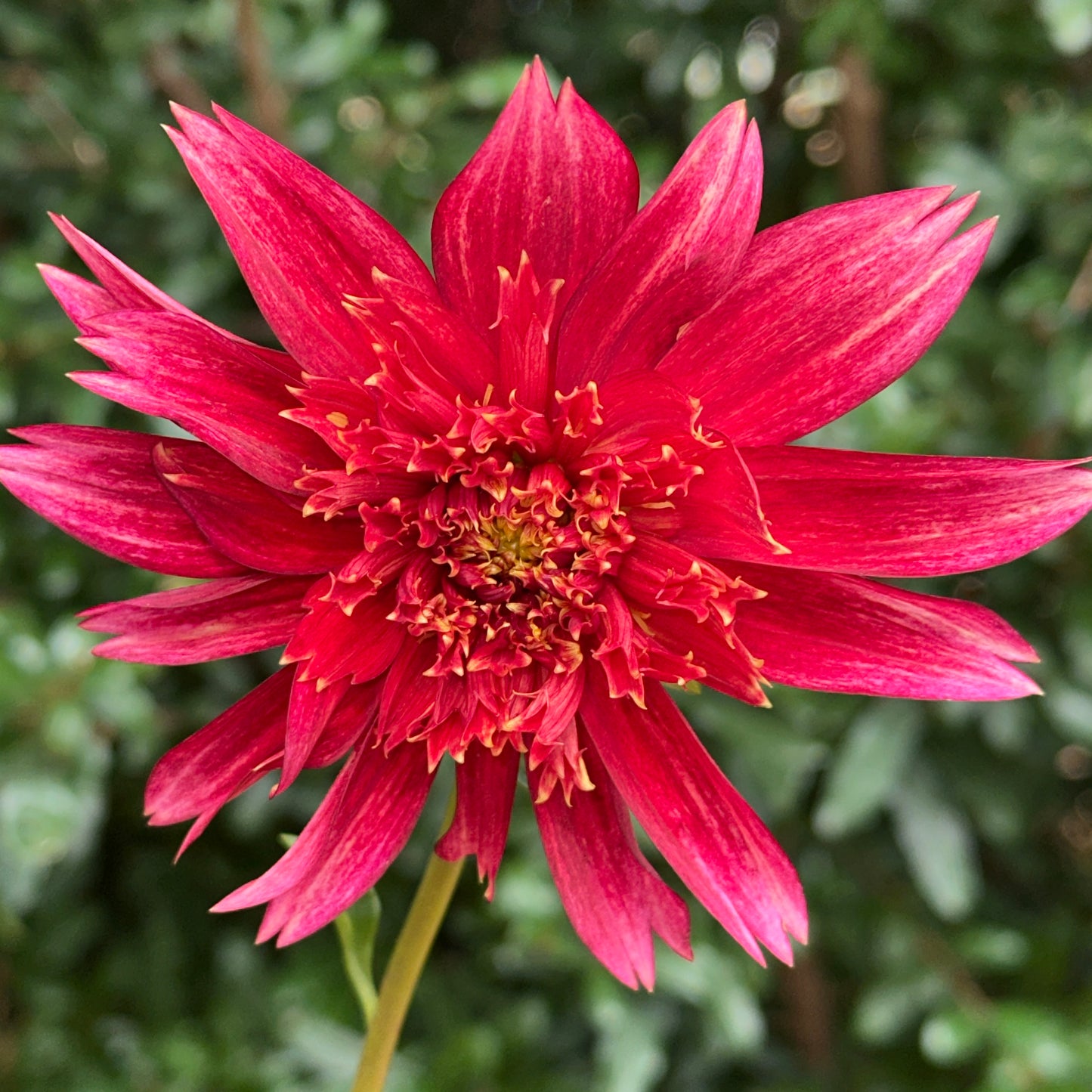 Jive Dahlia Tuber