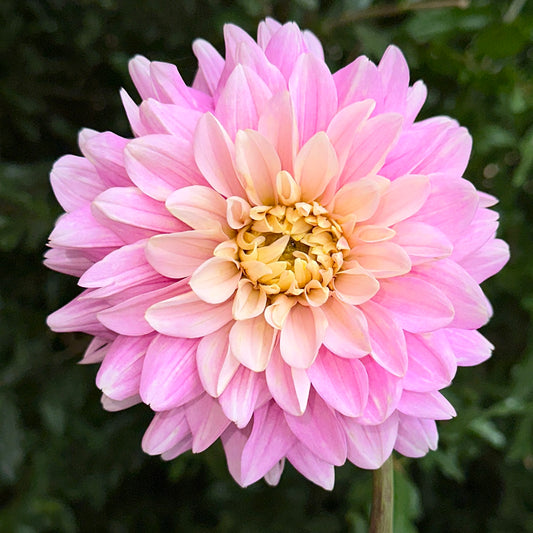 Hapet Rose Dream Dahlia Tuber