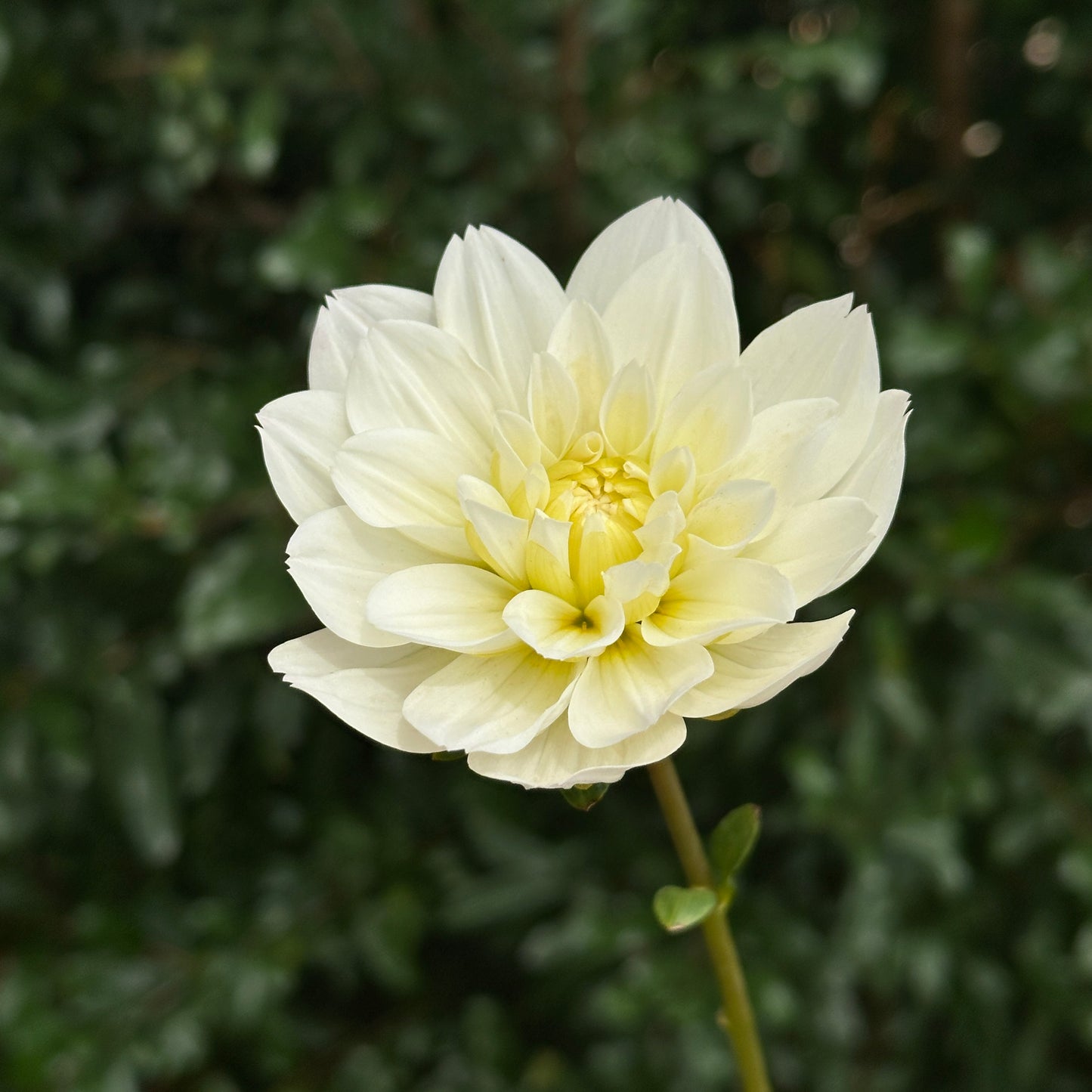 Montreuil Dahlia Tuber