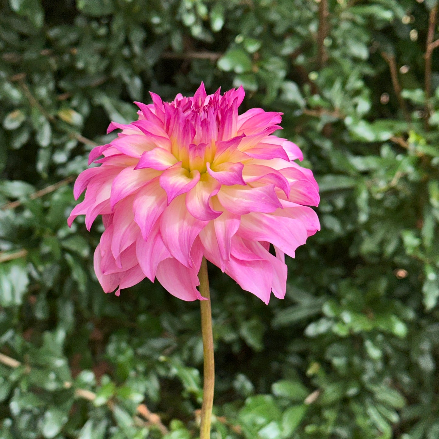 Colorado Classic Dahlia Tuber