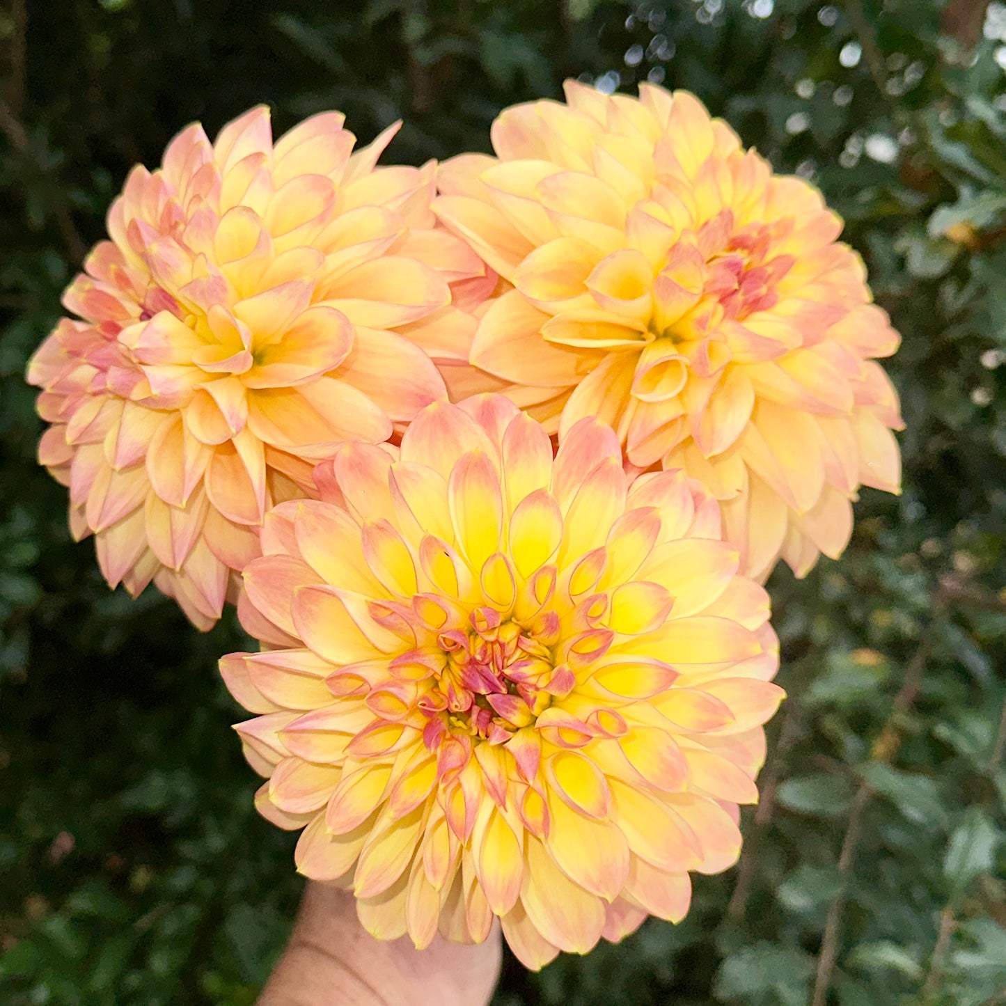 Zahradnic Dragon Dahlia (Limit 1 p.p)