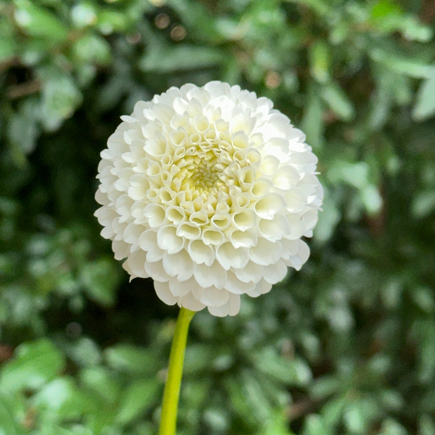 Villa Blanca Dahlia Tuber