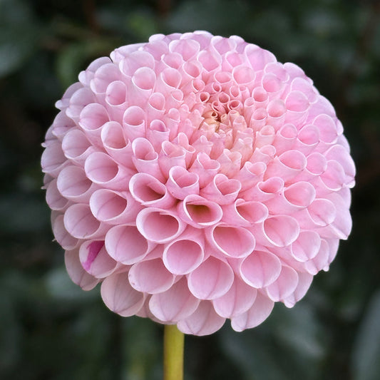 Hapet Rose Point Dahlia (Limit 1 p.p)