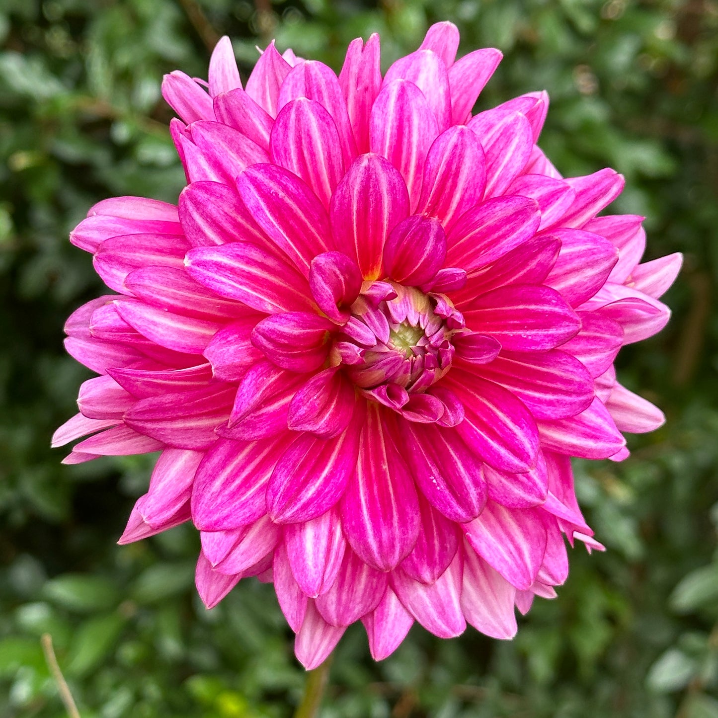 Hemisphere Dahlia Tuber