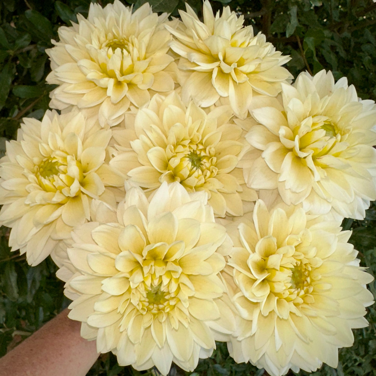 Polar Ice Dahlia Tuber