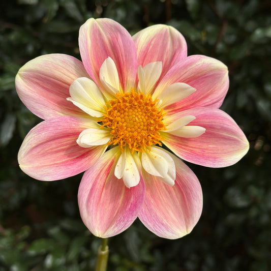 April Heather Dahlia (Limit 1 p.p)