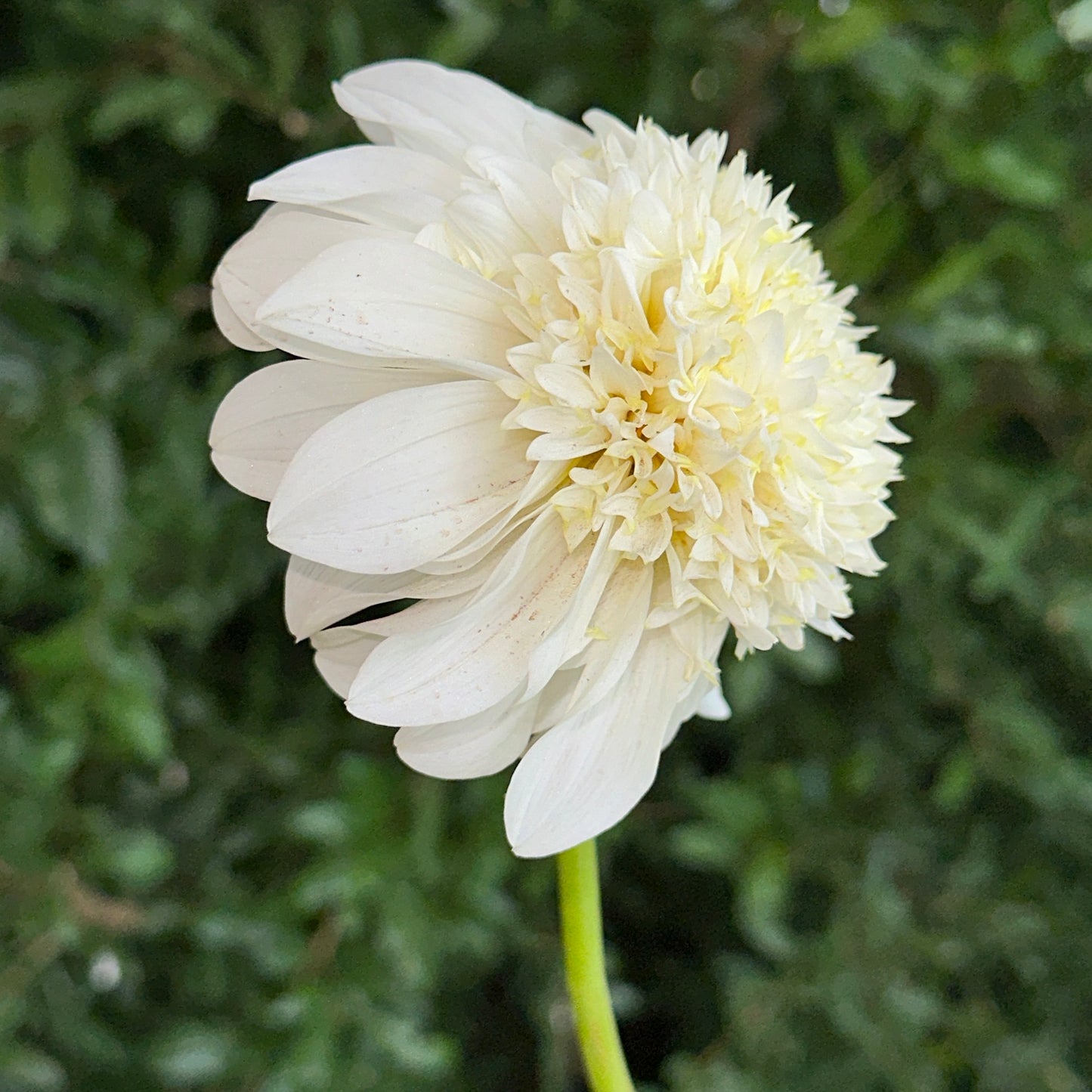 Zahra Dahlia Tuber