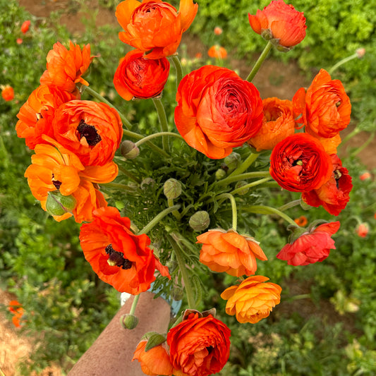 Zesty Orange Ruffles Ranunculus Corms (Pack of 20)