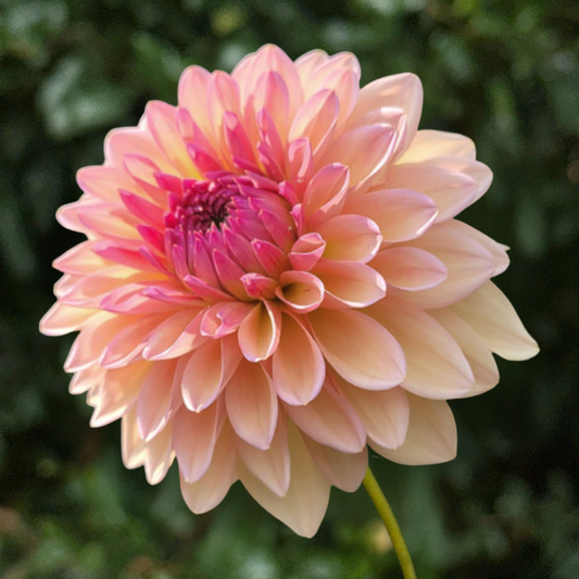 Echo Jose Dahlia Tuber | South Africa