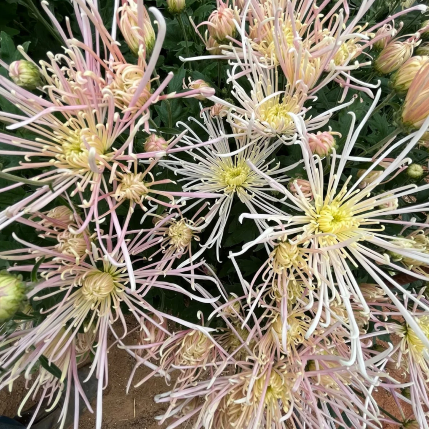 Evans Dream Heirloom Chrysanthemum (Available 2028)