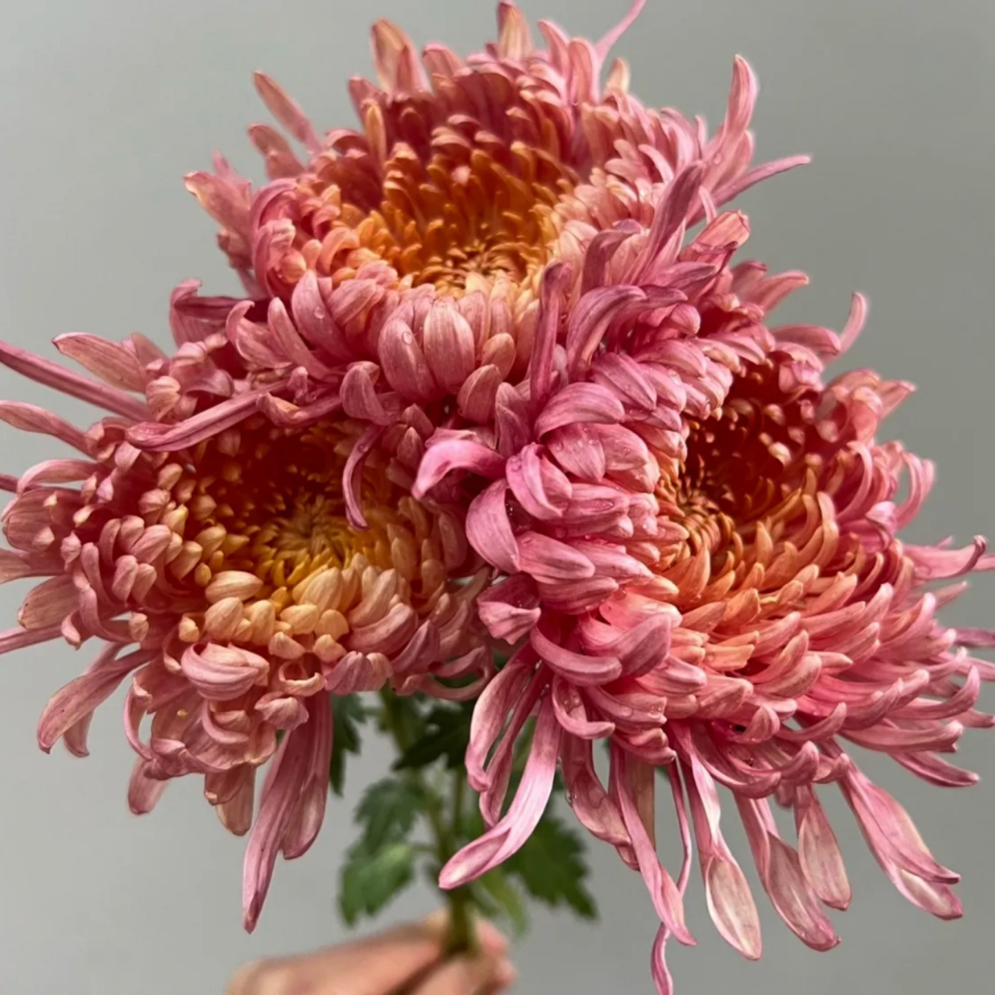 Evening Glow Heirloom Chrysanthemum (Available 2028)