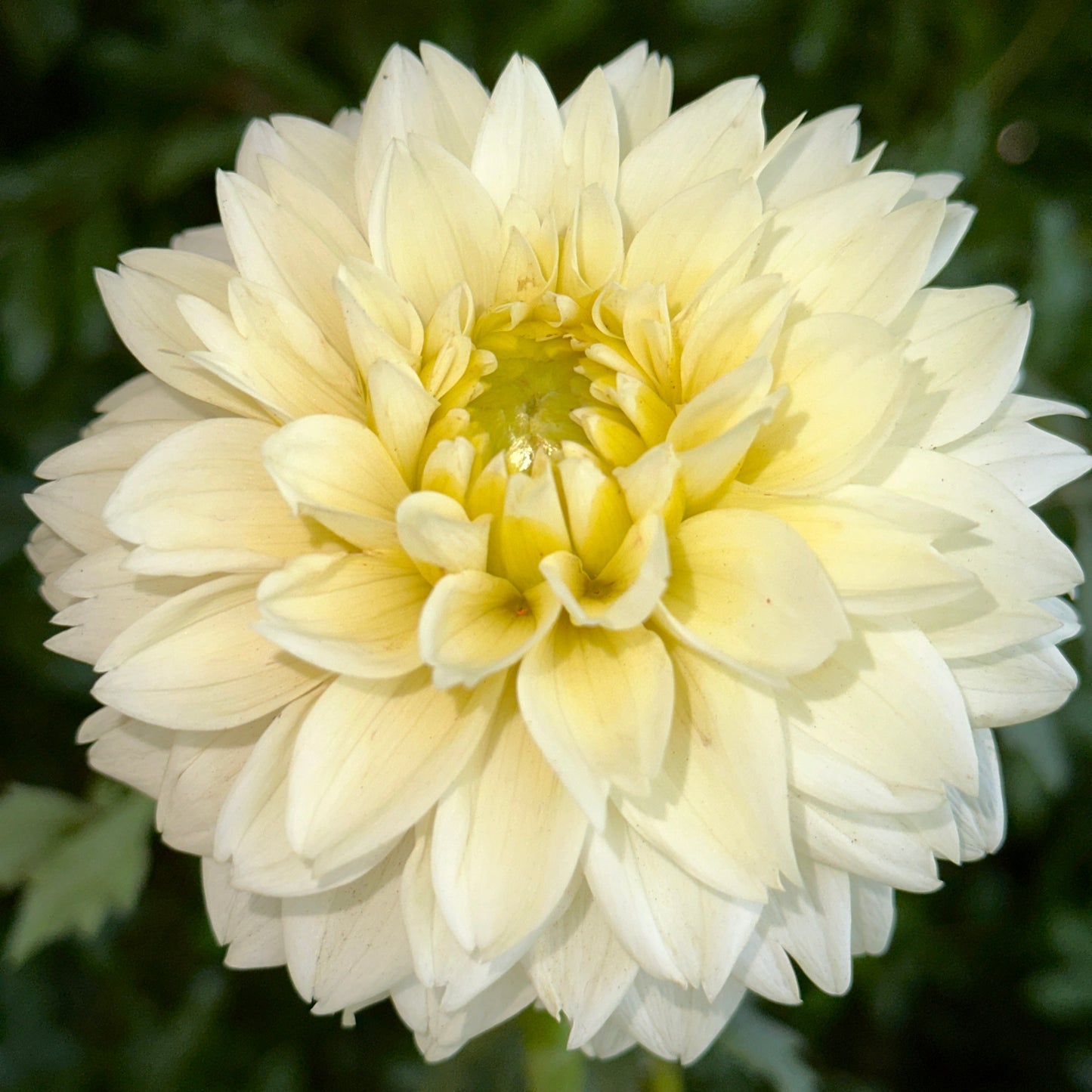 Polar Ice Dahlia Tuber