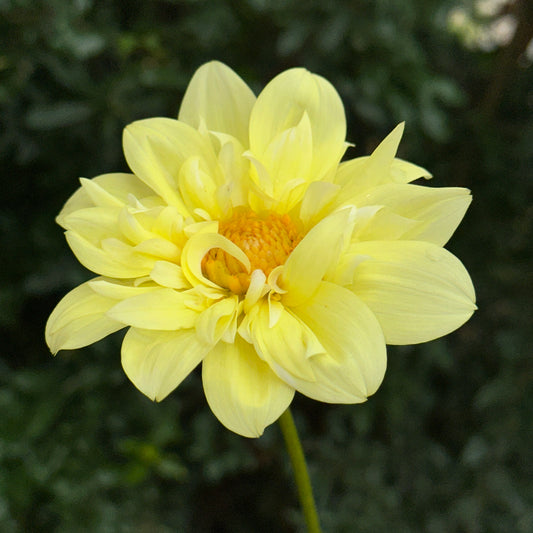 Yellow Bird Dahlia Tuber