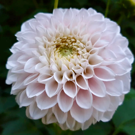 Pink Pearl Dahlia Tuber