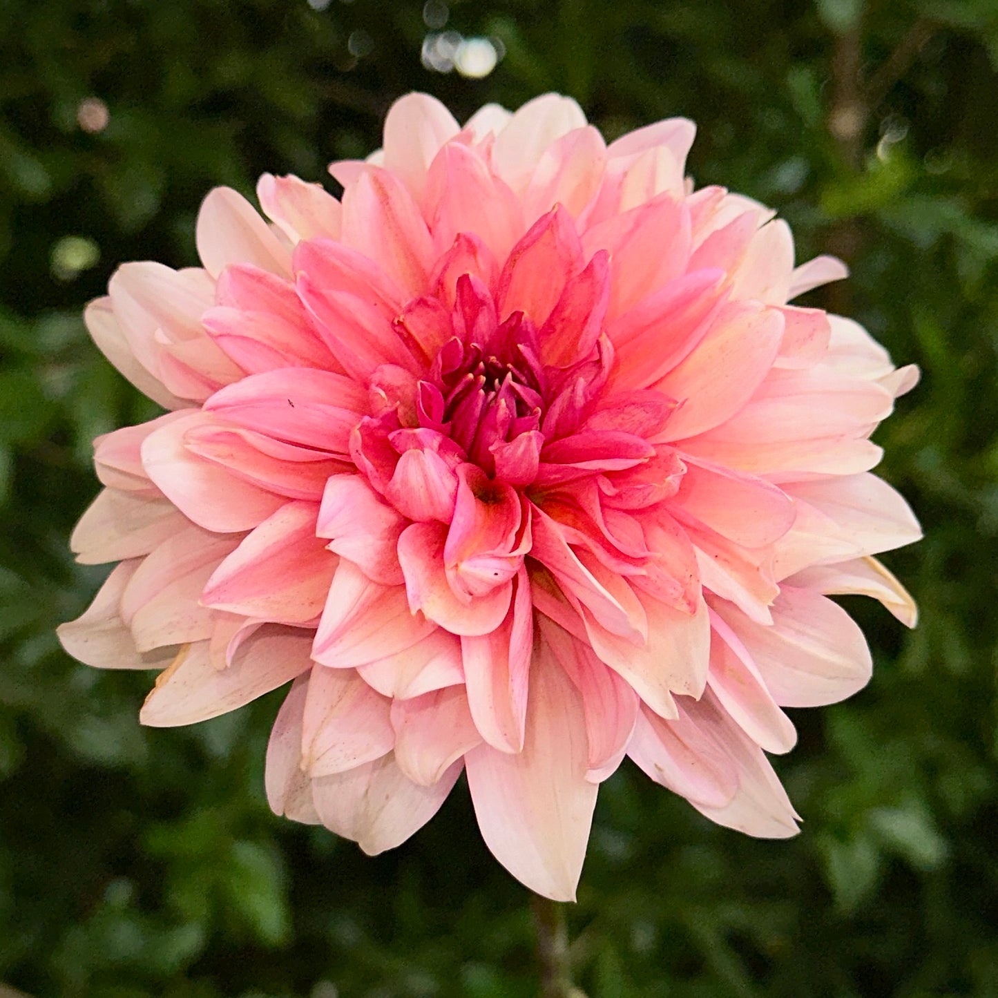 Sourire De Crozon Dahlia Tuber