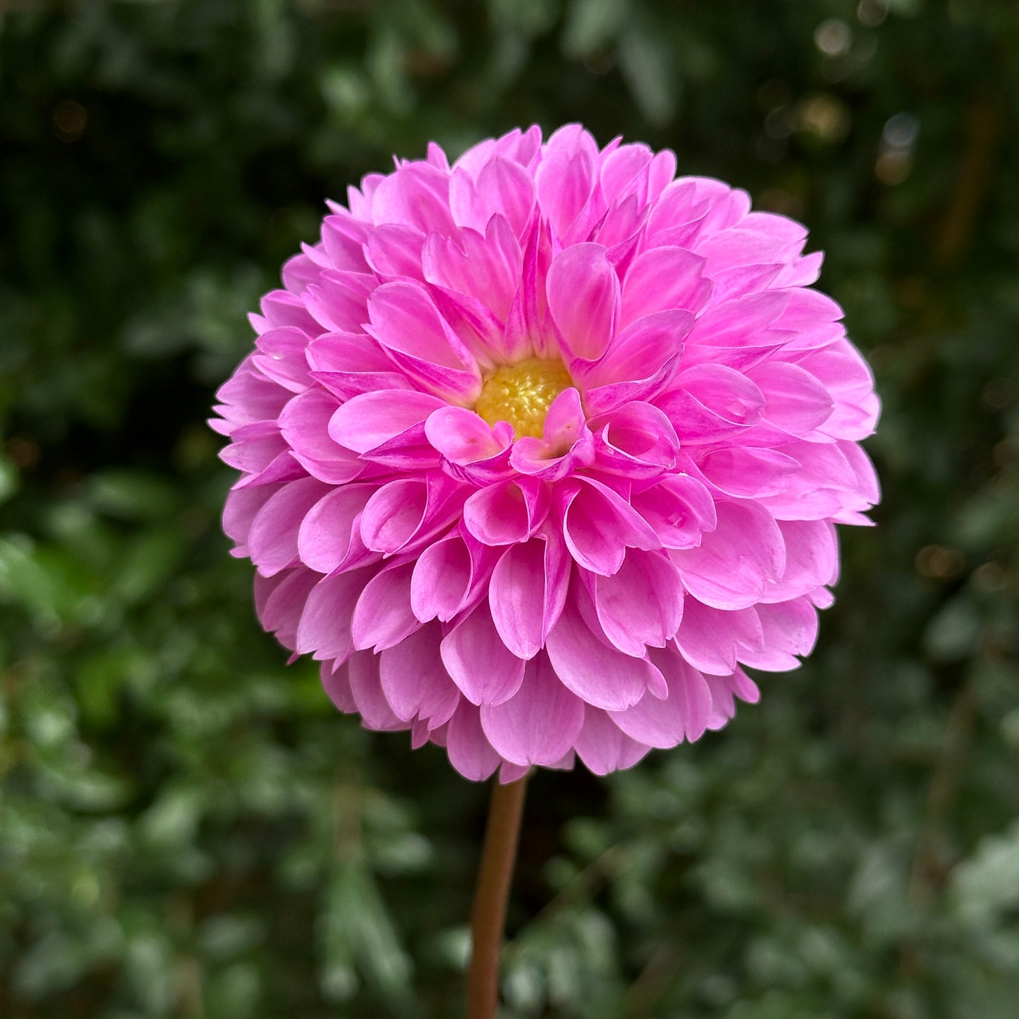 Robann Regal Dahlia Tuber