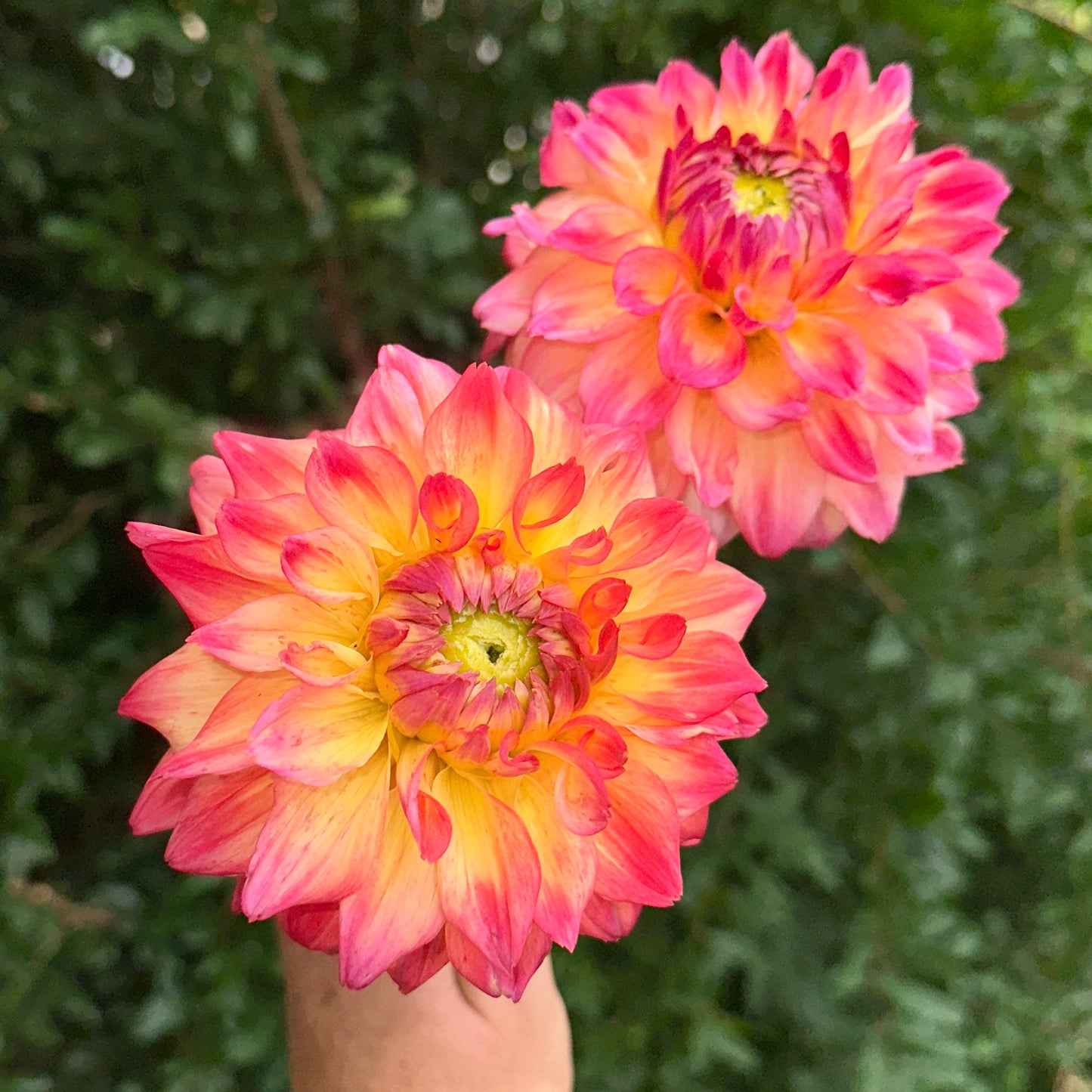 Hapet Peachy Dahlia Tuber