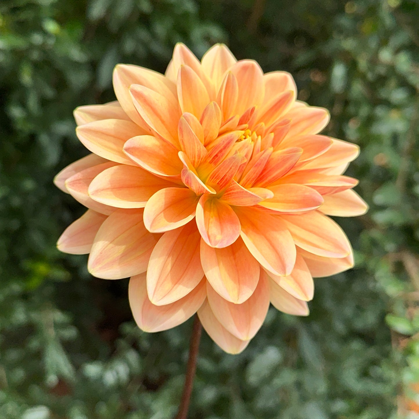 Mister Frans Dahlia Tuber