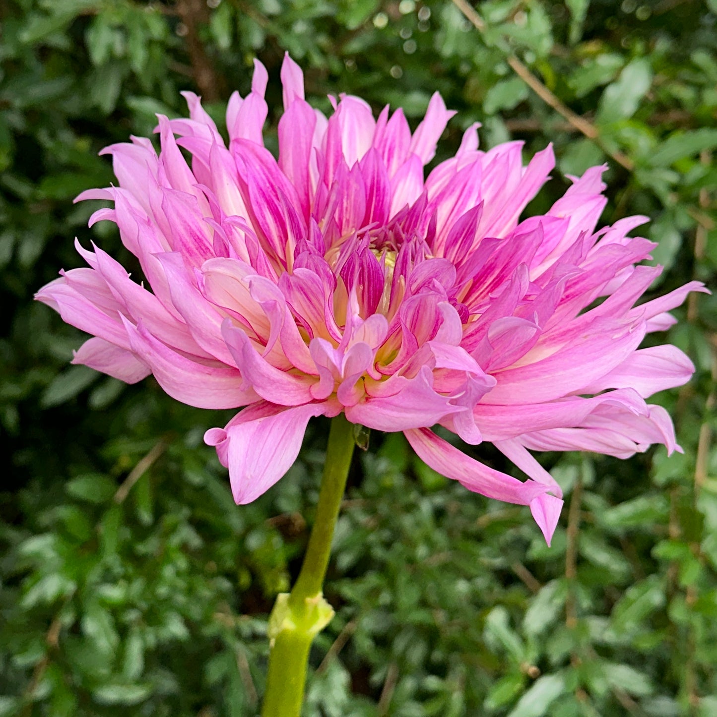 Torsade Dahlia Tuber