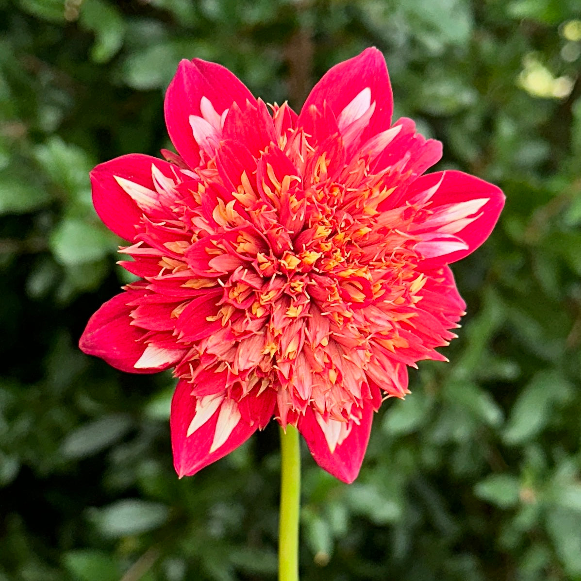 Speech Dahlia Tuber