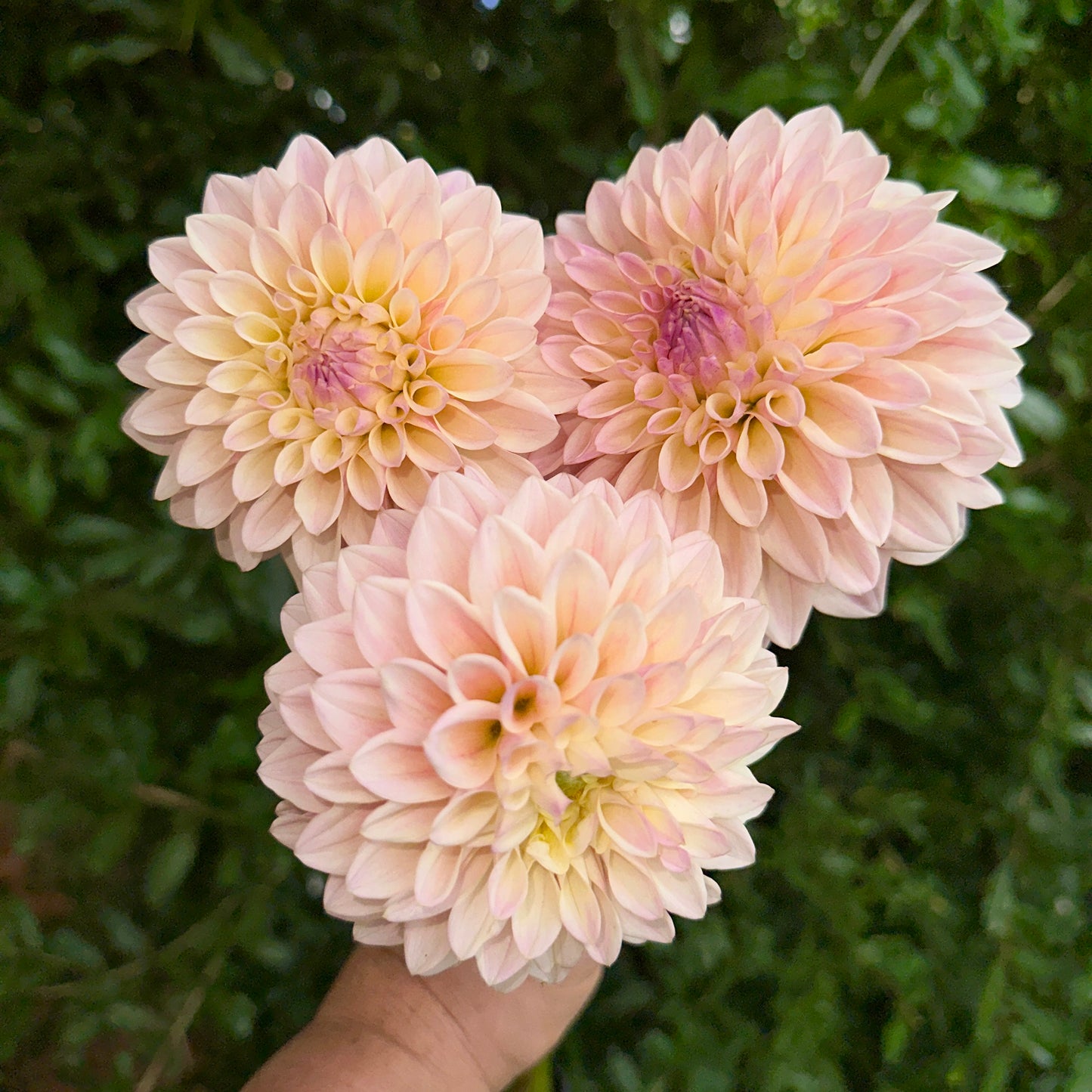 Coralie Dahlia Tuber