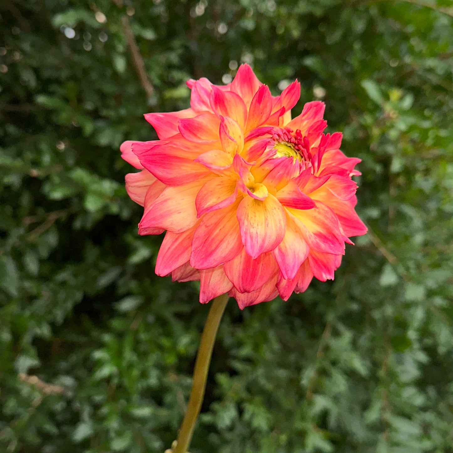 Hapet Peachy Dahlia Tuber