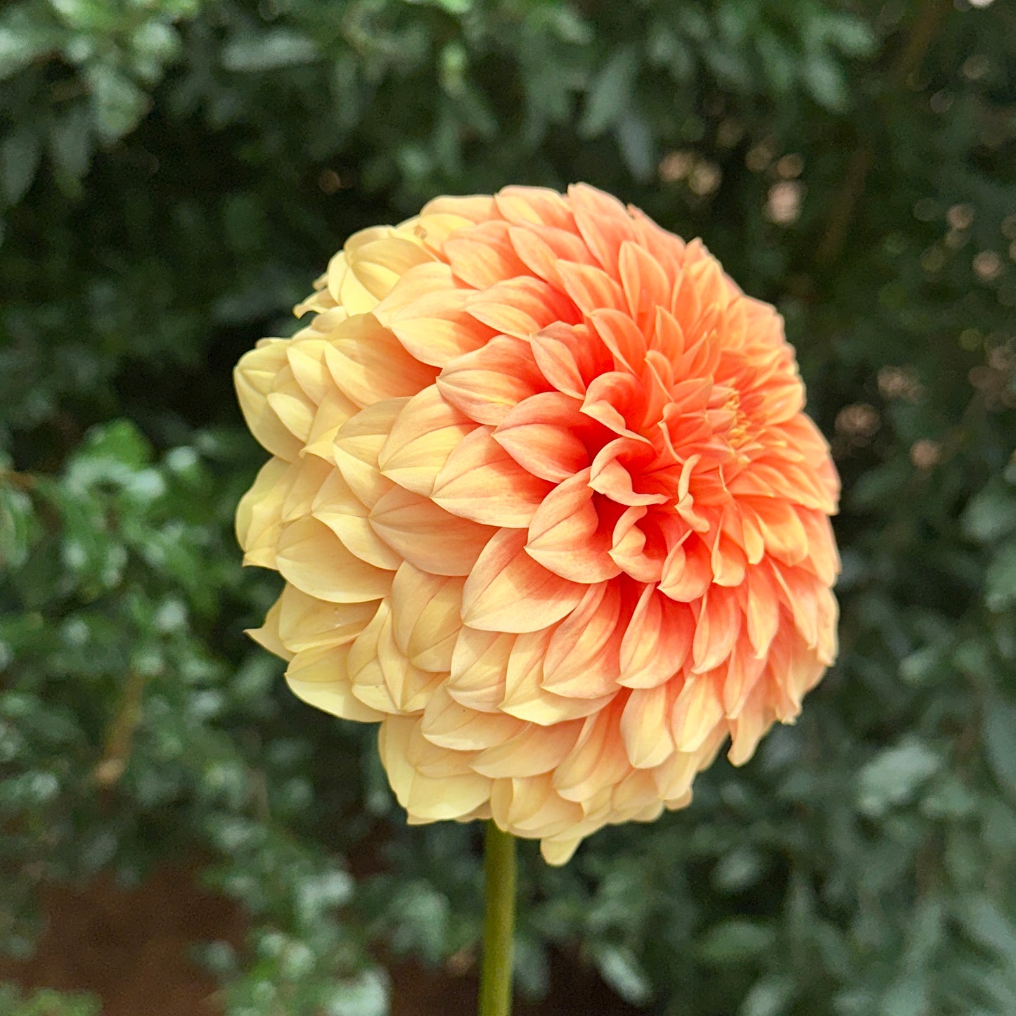 Bracken Palomino Dahlia Tuber