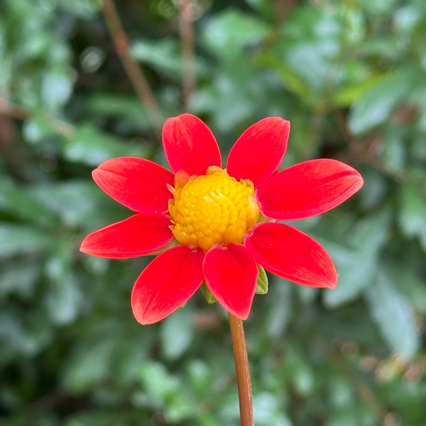 Topmix Orange Dahlia Tuber