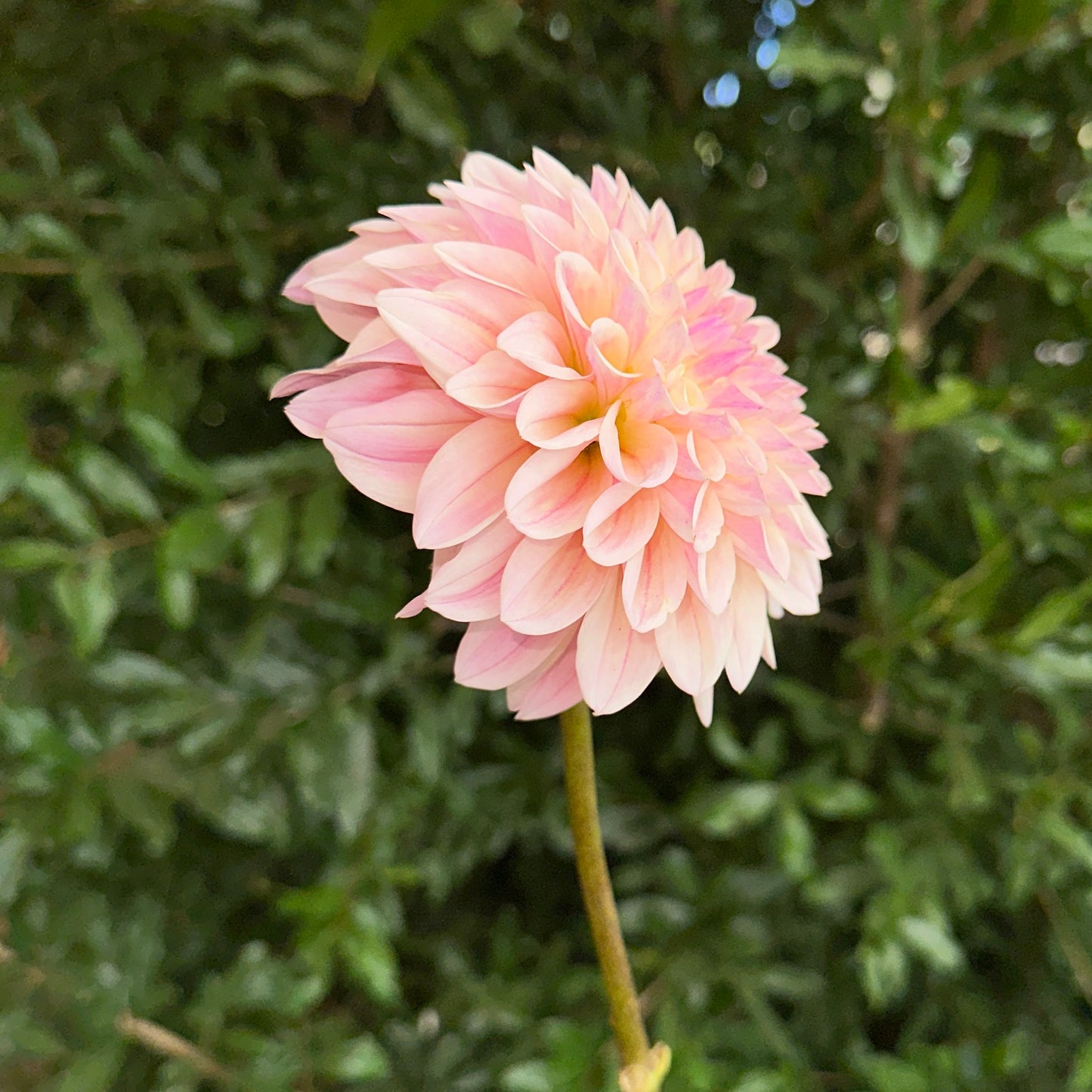 Coralie Dahlia Tuber