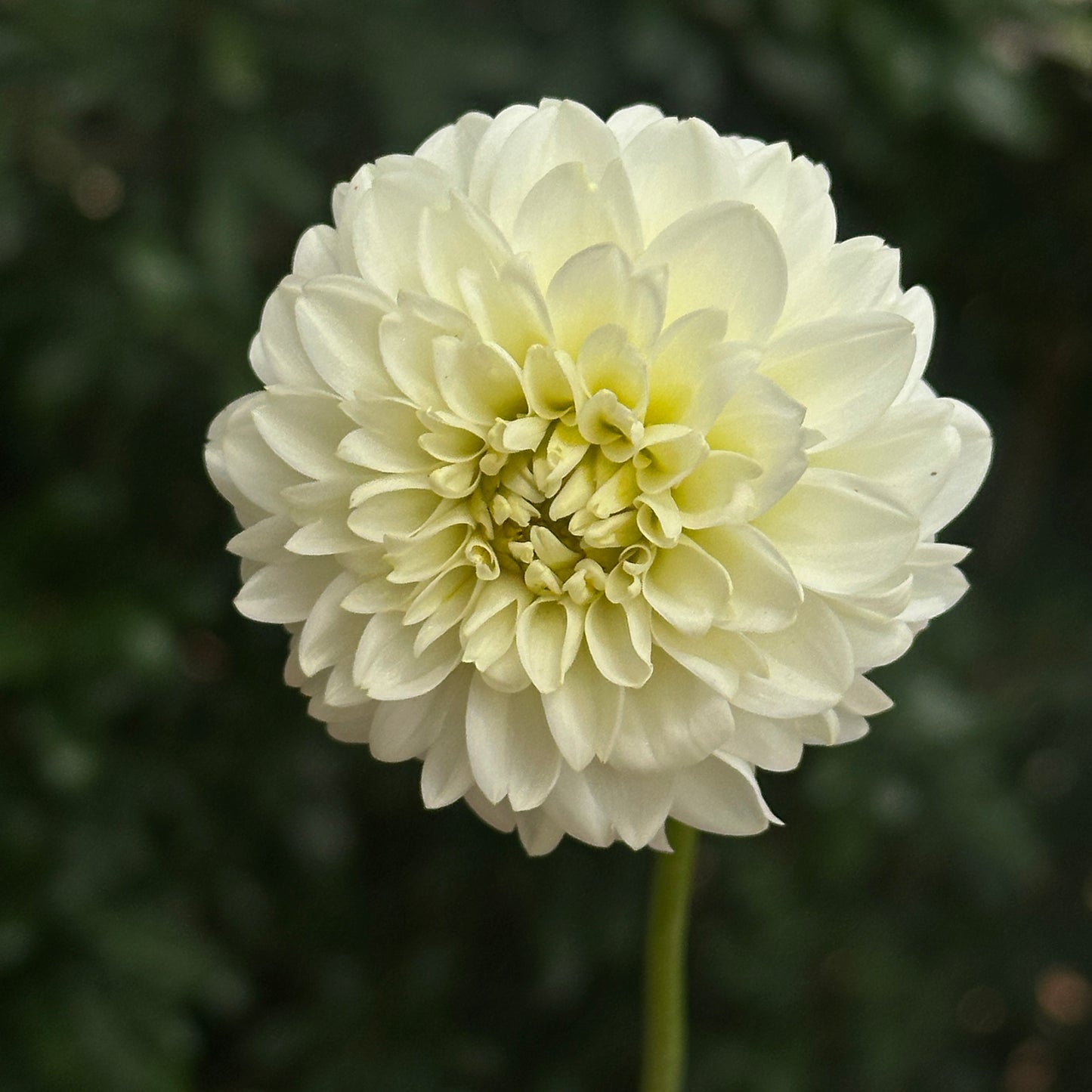 White Aster Dahlia Tuber