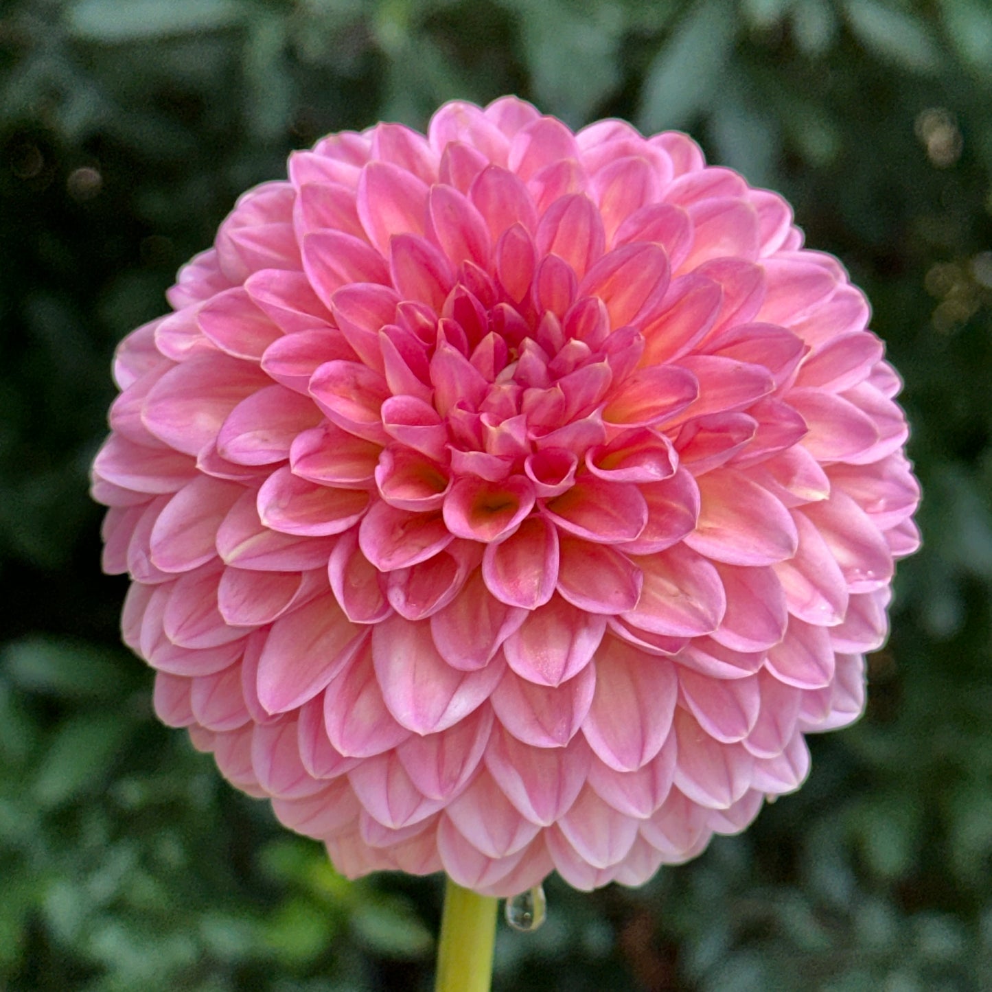 Hillcrest Suffusion Dahlia Tuber