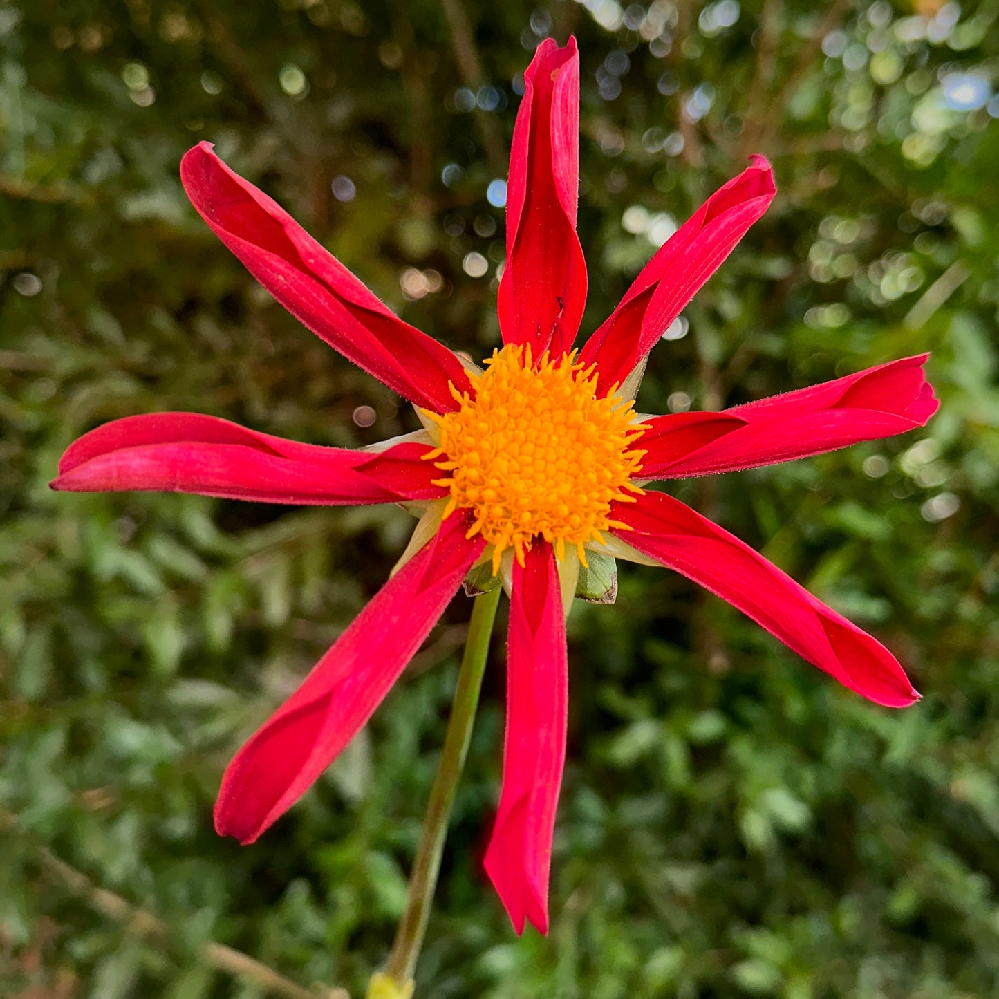 Honka Red Dahlia Tuber